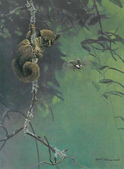 Robert Bateman Artist Signed Limited Edition Print:"Bush Baby And Beetle"
