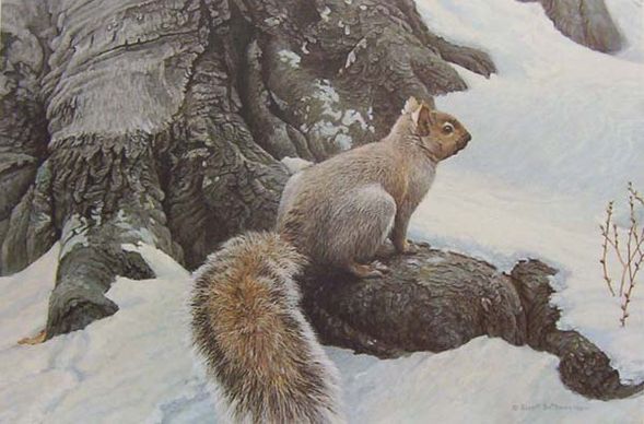 Robert Bateman Hand Signed And Numbered Limited Edition Canvas Giclee :"Gray Squirrel"