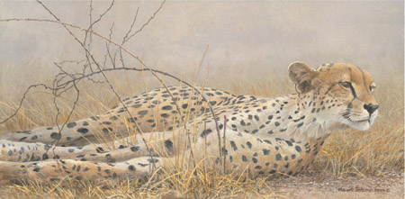 Robert Bateman Hand Signed and Numbered Limited Edition Canvas:"Londolosi Cheetah"