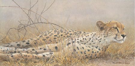 Robert Bateman Hand Signed and Numbered Limited Edition Canvas:"Londolosi Cheetah"