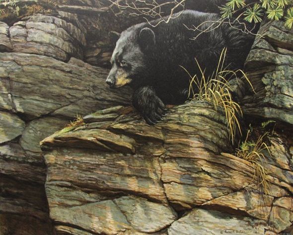 Robert Bateman Hand Signed and Numbered Limited Edition Renaissance Giclee Canvas :"Watchful Repose Black Bear"