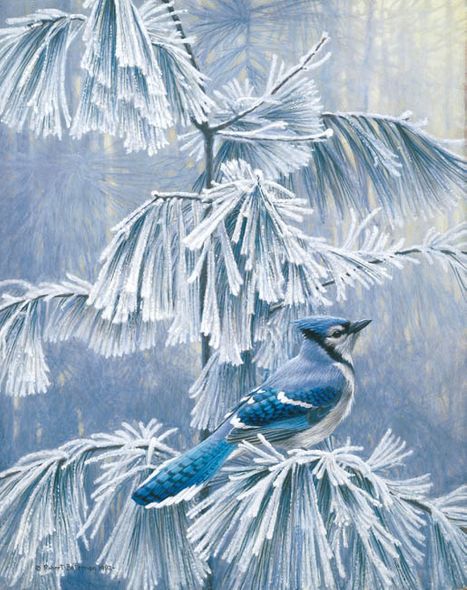 Robert Bateman Handsigned and Numbered Limited Edition ClasArt Giclee on Board:"FROSTY MORNING - BLUE JAY "