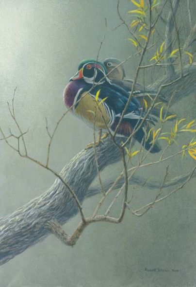 Robert Bateman Handsigned and Numbered Limited Edition Giclee on Paper:" Wood Duck Pair in Willow"
