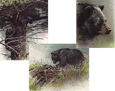Robert Bateman Handsigned and Numbered Limited Edition Lithograph on Paper:"Black Bear Predator Portfolio - Set of Three"
