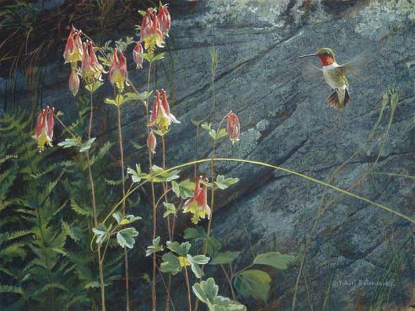 Robert Bateman Handsigned and Numbered Limited Edition Renaissance Giclee on Canvas: "Ruby Throat and Columbine"