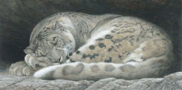 Robert Bateman Handsigned and Numbered Limited Edition :"Sleeping - Snow Leopard "