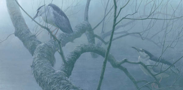 Robert Bateman Handsigned and Numbered Limted Edition Print:"Black Crowned Night Heron Pair "