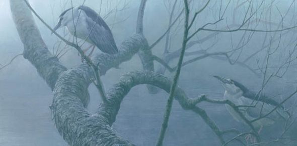 Robert Bateman Handsigned and Numbered Limted Edition Print:"Black Crowned Night Heron Pair "
