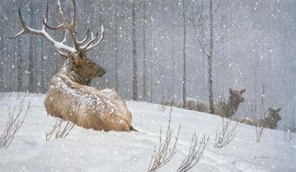 Robert Bateman Handsigned & Numbered Limited Edition Canvas Giclee:"Evening Snowfall - American Elk"