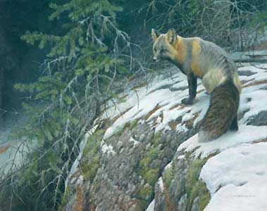 Robert Bateman Handsigned & Numbered Limited Edition Giclee on Canvas:"Fox Crossing"