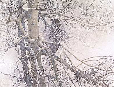 Robert Bateman Handsigned & Numbered Limited Edition Giclee on Canvas:"Ghost of the North - Great Gray Owl"