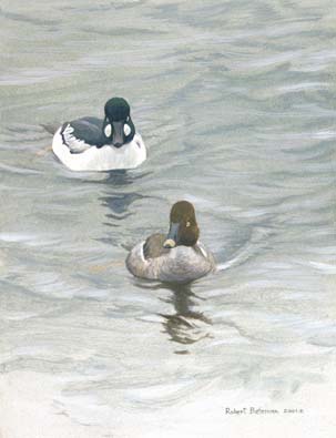 Robert Bateman Handsigned & Numbered Limited Edition Print:" Goldeneye Pair "