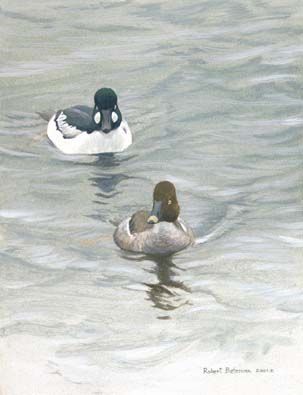 Robert Bateman Handsigned & Numbered Limited Edition Print:" Goldeneye Pair "
