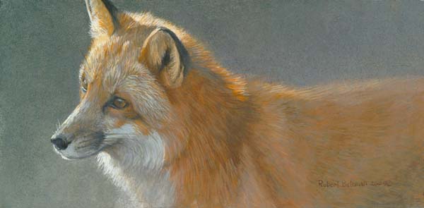 Robert Bateman Handsigned & Numbered Limited Edition Print:"Questing Red Fox"