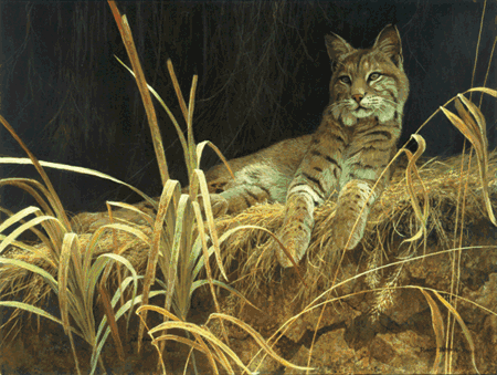 Robert Bateman Handsigned & Numbered Limited Edition Print:"Riverbank Retreat - Bobcat"