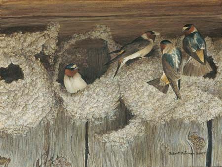 Robert Bateman Handsigned & Numbered Limited Edition Print:"Under Construction - Cliff Swallows"