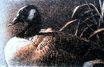 Robert Bateman Limited Edition Lithograph:"Canada Goose"