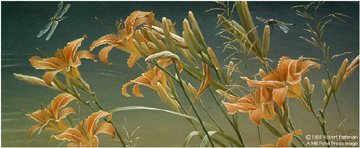 Robert Bateman Limited Edition Lithograph:"Daylilies And Dragonflies"