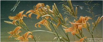 Robert Bateman Limited Edition Lithograph:"Daylilies And Dragonflies"