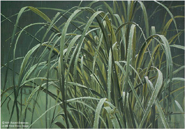Robert Bateman Limited Edition Paper Print:"Beach Grass And Tree Frog"