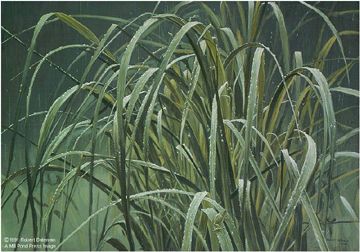 Robert Bateman Limited Edition Paper Print:"Beach Grass And Tree Frog"