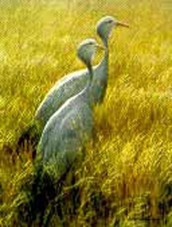 Robert Bateman Limited Edition Paper Print:"Blue Cranes-Sappi"