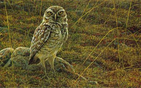 Robert Bateman Limited Edition Paper Print:"Burrowing Owl"