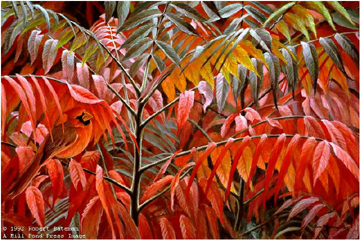 Robert Bateman Limited Edition Paper Print:"Cardinal And Sumac Premier Ed."