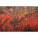 Robert Bateman Limited Edition Suite of 2 Prints:"Cardinal And Sumac Premier Edition"
