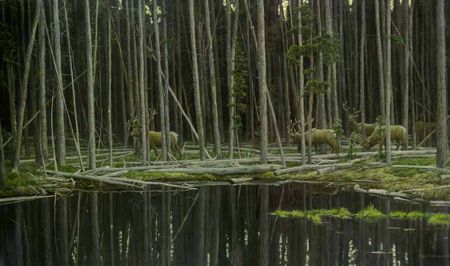 Robert Bateman Limited Edition Paper Print:"Elk At Yellowstone"
