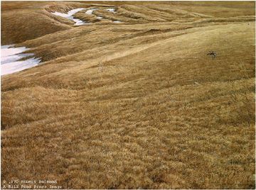 Robert Bateman Limited Edition Paper Print:"First Arrival - Killdeer"