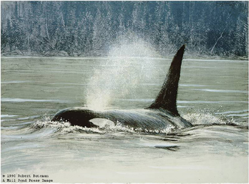 Robert Bateman Limited Edition Paper Print:"Fluid Power - Orca"