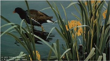 Robert Bateman Limited Edition Paper Print:"Gallinule Family"