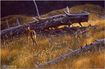 Robert Bateman Limited Edition Paper Print:"Golden Light - Black-Tailed Fawn"