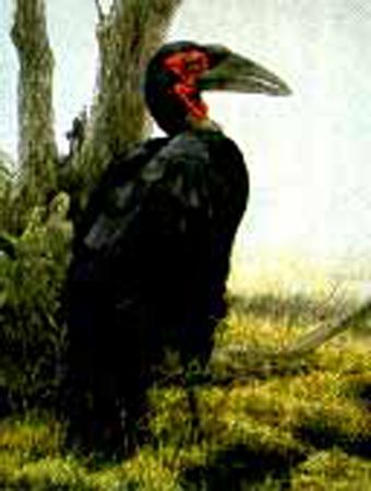Robert Bateman Limited Edition Paper Print:"Ground Hornbill - Sappi"