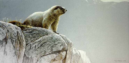 Robert Bateman Limited Edition Paper Print:"Hoary Marmot"