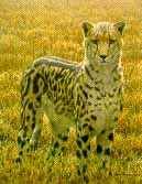 Robert Bateman Limited Edition Paper Print:"King Cheetah-Sappi"
