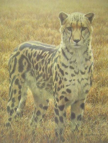 Robert Bateman Limited Edition Paper Print:"King Cheetah-Sappi"
