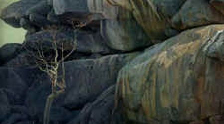 Robert Bateman Limited Edition Paper Print:"Kopje Lookout - Leopard"
