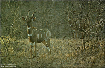 Robert Bateman Limited Edition Paper Print:"Meru Dusk - Lesser Kudu"
