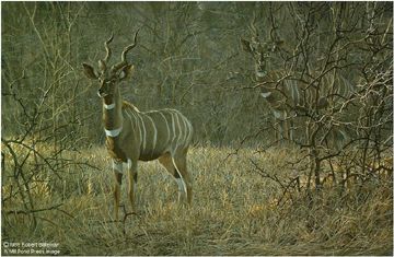 Robert Bateman Limited Edition Paper Print:"Meru Dusk - Lesser Kudu"