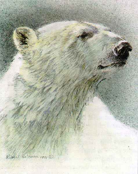 Robert Bateman Limited Edition Paper Print:"Polar Bear - Predator Portfolio - Set of 3"
