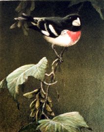 Robert Bateman Limited Edition Paper Print:"Rose-Breasted Grosbeak"