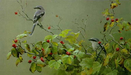 Robert Bateman Limited Edition Paper Print:"Shrike Pair And Hawthorne"