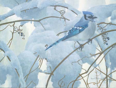 Robert Bateman Limited Edition Paper Print:"Snowy Morning - Blue Jay"