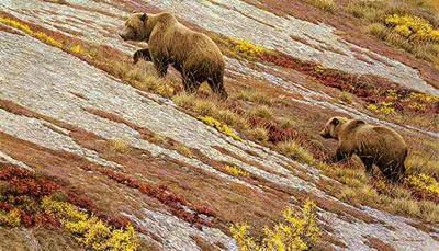 Robert Bateman Limited Edition Print: "Alaskan Autumn"