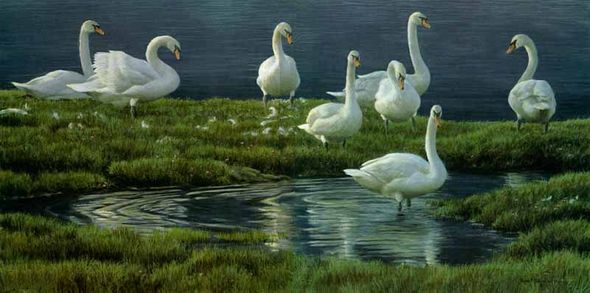 Robert Bateman Limited Edition Print: "Banks Of Swans"