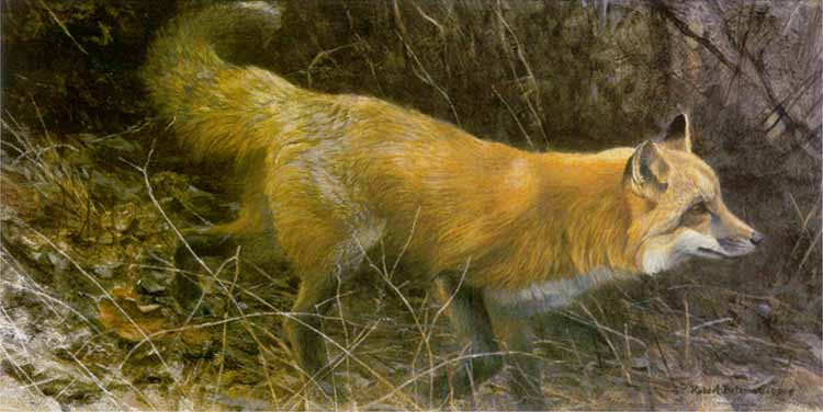 Robert Bateman Limited Edition Print: "On The Move - Red Fox"