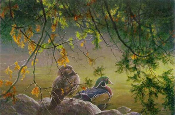 Robert Bateman Limited Edition Print:"On The Pond - Wood Ducks "