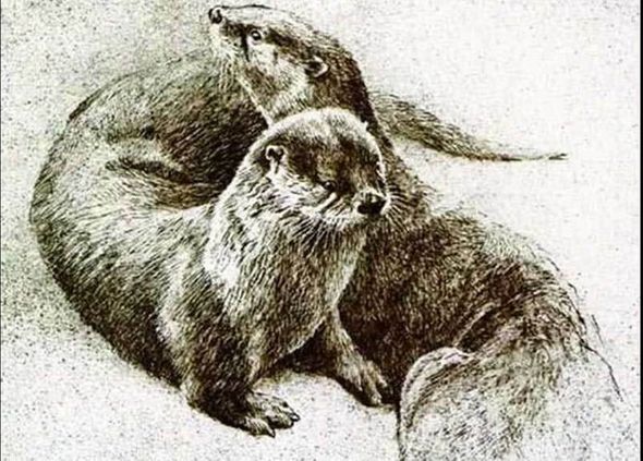 Robert Bateman Limited Edition Print:"Otter Pair "